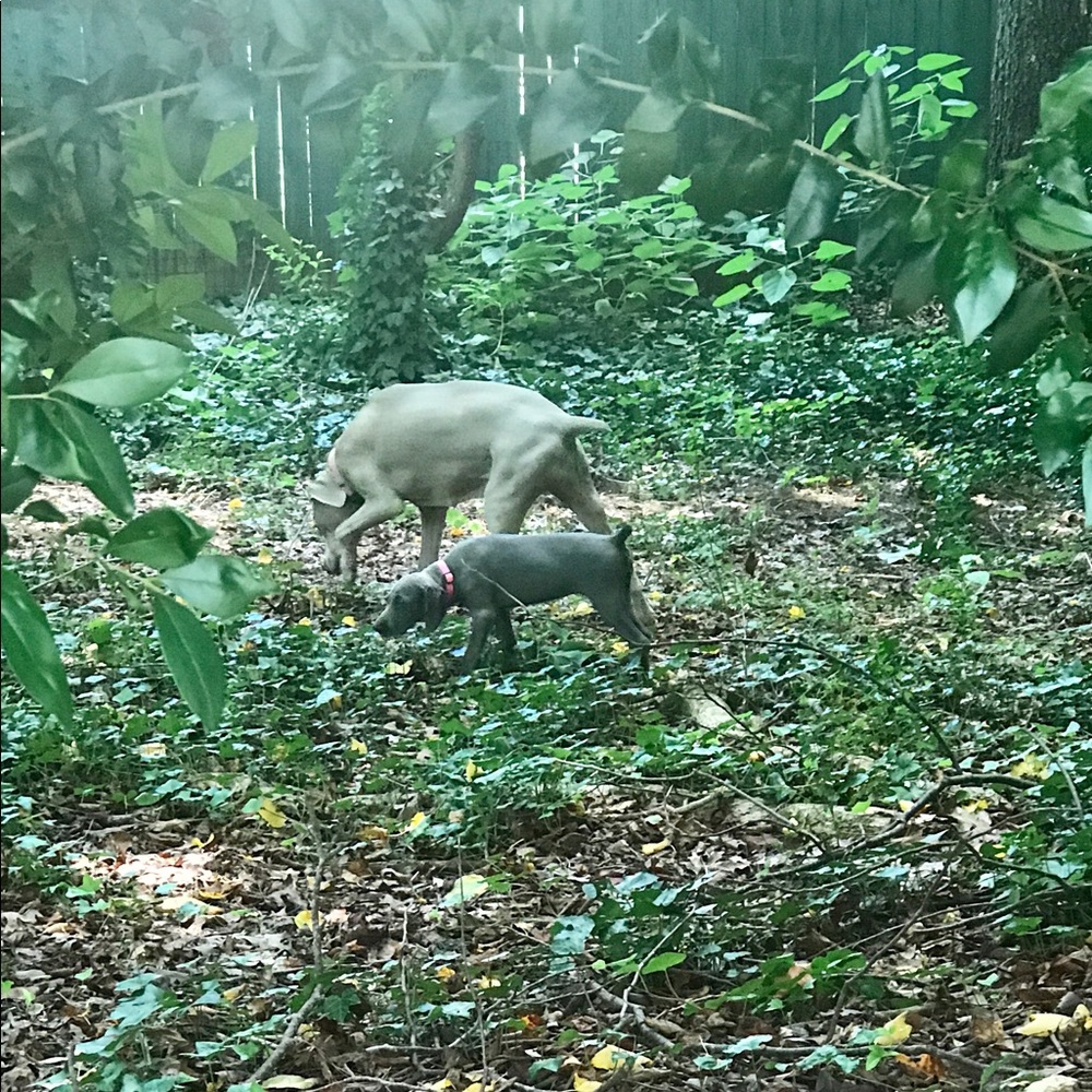 No Dogs Allowed in Poshmark room!